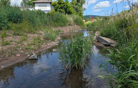 Riedbach – Alte Straße nachher – Uferabflachung, Entfernung Uferbefestigung Riedbach - Alte Straße nachher - Uferabflachung, Entfernung Uferbefestigung