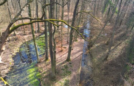 Hainbach - Gewässerlauf und Altarm