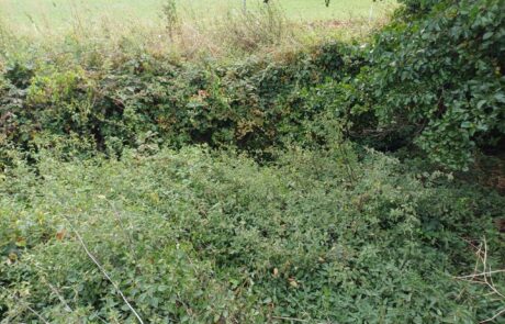 Strassbach - Brennnessel Wuchs durch hohe Nährstoff Einträge