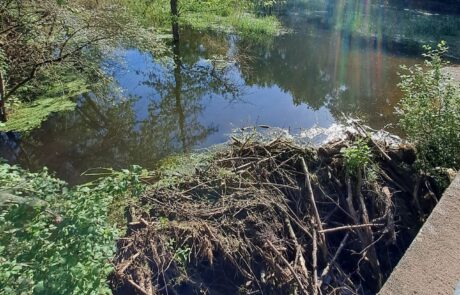 Bieber OF – Biberdamm Bieber OF - Biberdamm