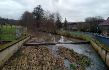 Laisbach – Löschteich im Hauptschluss Bach mit Wasserpflanzen und Uferbepflanzung im Hintergrund