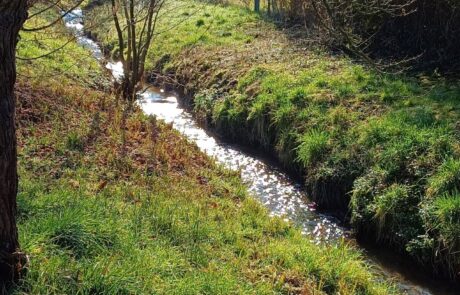 Ohlebach – eingetieftes Bachbett Bach fließt durch eine grüne Wiese mit Bäumen