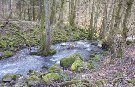 Bleichenbach - Naturnaher Bereich
