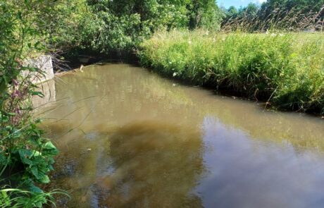 Ein ruhiger Bach mit grünem Ufer und Pflanzen