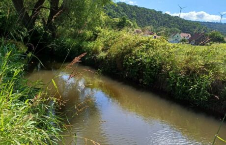 Ein ruhiger Fluss umgeben von üppigem Grün und Bäumen
