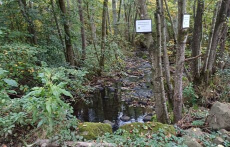 Bachlauf umgeben von Bäumen im Waldgebiet