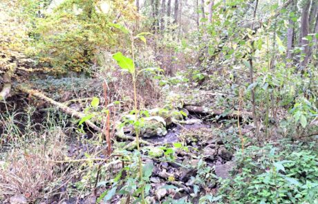 Bachlauf im Wald mit Steinen und grüner Vegetation