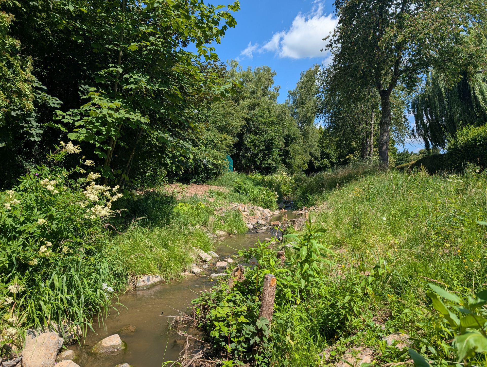 Riedbach Bachlauf umgeben von üppiger Vegetation und Bäumen